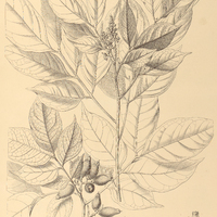 110. TALISIA pedicellaris.