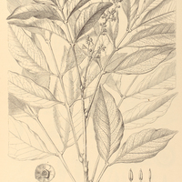 112. TALISIA oedipoda.