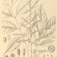 113. TALISIA I. acutifolia, II. cupularis.