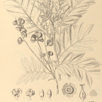 114. CUPANIA tenuivalvis.