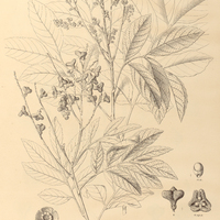 115. CUPANIA scrobiculata.