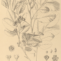 116. CUPANIA rubiginosa.