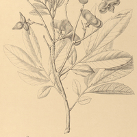 117. CUPANIA platycarpa.