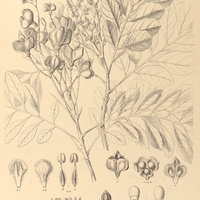 118. CUPANIA racemosa, forma subsinuata.