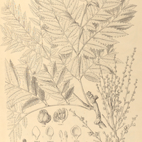119. DILODENDRON bipinnatum.