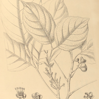 120. MATAYBA purgans.