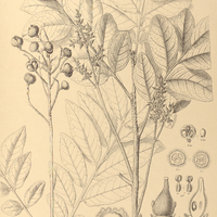 121. MATAYBA mollis.