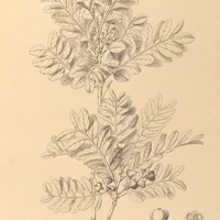 122. MATAYBA marginata.