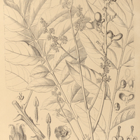 123. PSEUDIMA frutescens.