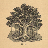 Fig. 2.— Le Figuier des Indes, Ficus indica, Lam