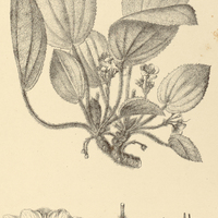 1. ERIOCNEMA fulvum.