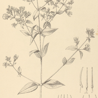 2. CAMBESSEDESIA Eichleri.