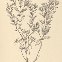 3. CAMBESSEDESIA rugosa.