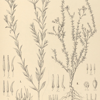 4. CAMBESSEDESIA I. arenaria, II. setacea.