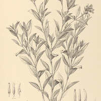5. PYRAMIA pityrophylla.