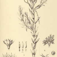6. STENODON I. gracilis, II. suberosus.