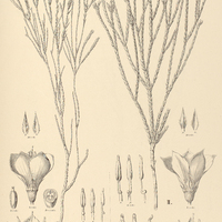 7. CHAETOSTOMA I. Glaziovii, II. Riedelianum.