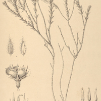 8. CHAETOSTOMA castratum.