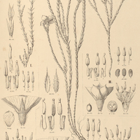9. MICROLICIA I. loricata, II. viminalis, III. selaginea.