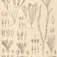 10. MICROLICIA I. Warmingiana, II. pusilla, III. pallida.