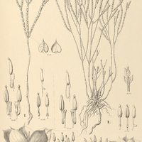 11. MICROLICIA I. Clausseniana, II. microphylla.