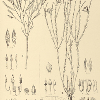 12. MICROLICIA I. minutiflora, II. uncata.