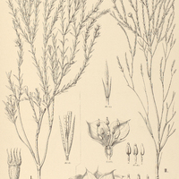 13. MICROLICIA I. pseudo-scoparia, II. arenariae folia var. Riedeliana.