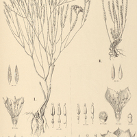14. MICROLICIA I. Martiana, II. ericoides.