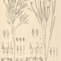 15. MICROLICIA I. pulchella, II. formosa.