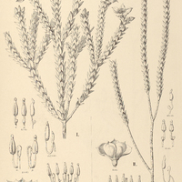 16. MICROLICIA I. Blanchetiana, II. Riedeliana.