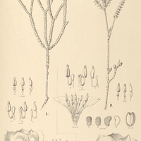 17. MICROLICIA I. tetrasticha, II. amplexicaulis.