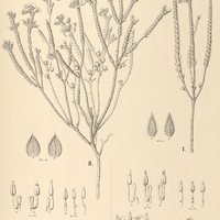 18. MICROLICIA cinerea I. var. oblongifolia, II. var. ovata.
