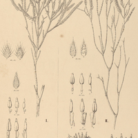19. MICROLICIA vestita I. var densifolia, II. var. Gardneri.
