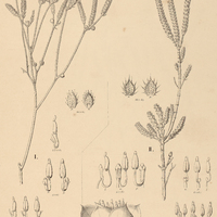 20. MICROLICIA I. Regeliana, II. stricta.