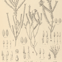 21. MICROLICIA Maximowicziana I. var. parvifolia, II. var. densifolia, III. var. grandifolia.