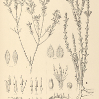 22. MICROLICIA I. avicularis, II. polystemma.
