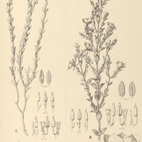 23. MICROLICIA myrtifolia I. var. parvifolia, II. var. genuina.