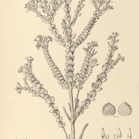 24. MICROLICIA cordata.