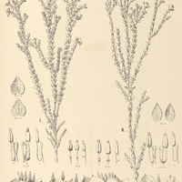 25. MICROLICIA I. confertiflora, II. var. laxifolia.