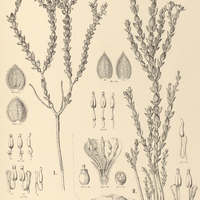 26. MICROLICIA I. pilosissima, II. fasciculata.