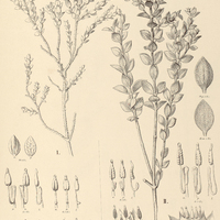 27. MICROLICIA I. obtusa, II. baccharoides.