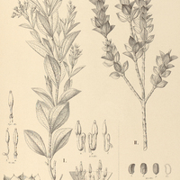 28. TREMBLEYA I. Selloana, II. Chamissoana.