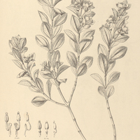 29. TREMBLEYA tridentata.