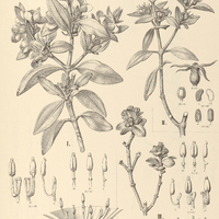 30. TREMBLEYA laniflora I. var. grandifolia, II.var. intermedia, III. var. genuina.