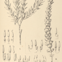 31. LAVOISIERIA. I. Riedeliana, II. cordata.