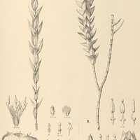 32. LAVOISIERA confertiflora, I. var. longifolia, II. var. latifolia.