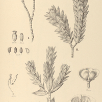 33. LAVOISIERA glandulifera, I. var. brevifolia, II. var. genuina, III. var. longifolia.