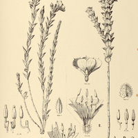 34. LAVOISIERA I. pulchella, II. australis.
