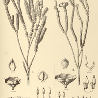 35. LAVOISIERA I. pectinata, II. serrulata.