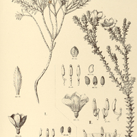 36. LAVOISIERA I. elegans, II. scaberula.
